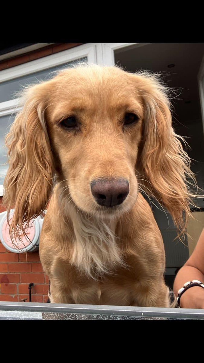 rosiedoc666's tweet image. *Urgent* it’s been over 7 wks since we’ve seen our little girl &amp;amp; every day gets harder.I never realised just how much I depended on IVY to cheer me up when I’m feeling at my lowest, I’ve found it particularly hard this last few weeks. my heart is truely broken 💔