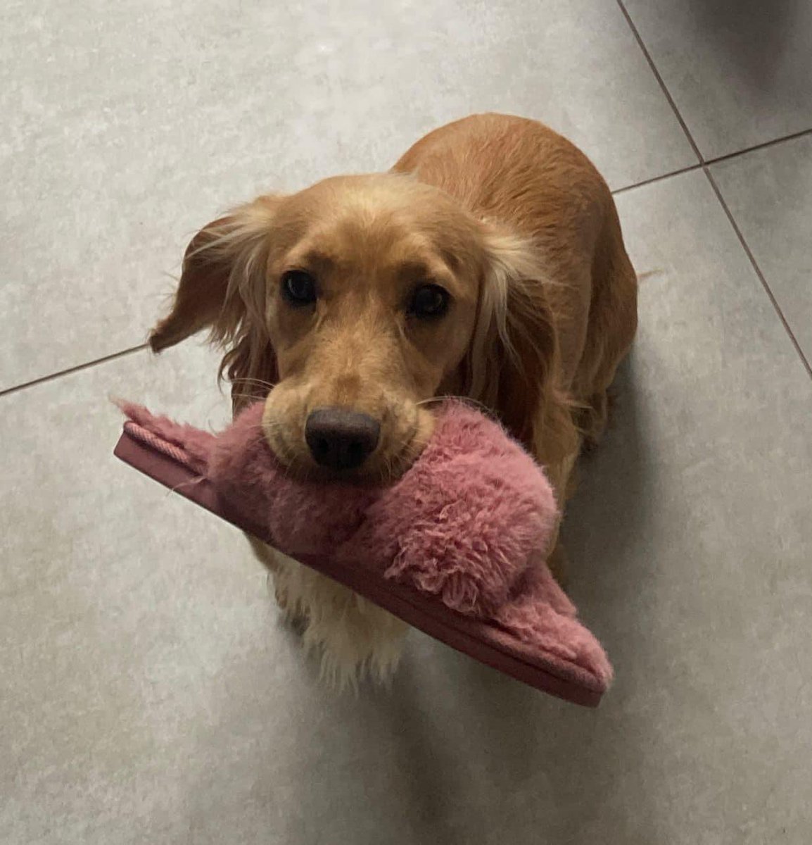 rosiedoc666's tweet image. *Urgent* it’s been over 7 wks since we’ve seen our little girl &amp;amp; every day gets harder.I never realised just how much I depended on IVY to cheer me up when I’m feeling at my lowest, I’ve found it particularly hard this last few weeks. my heart is truely broken 💔