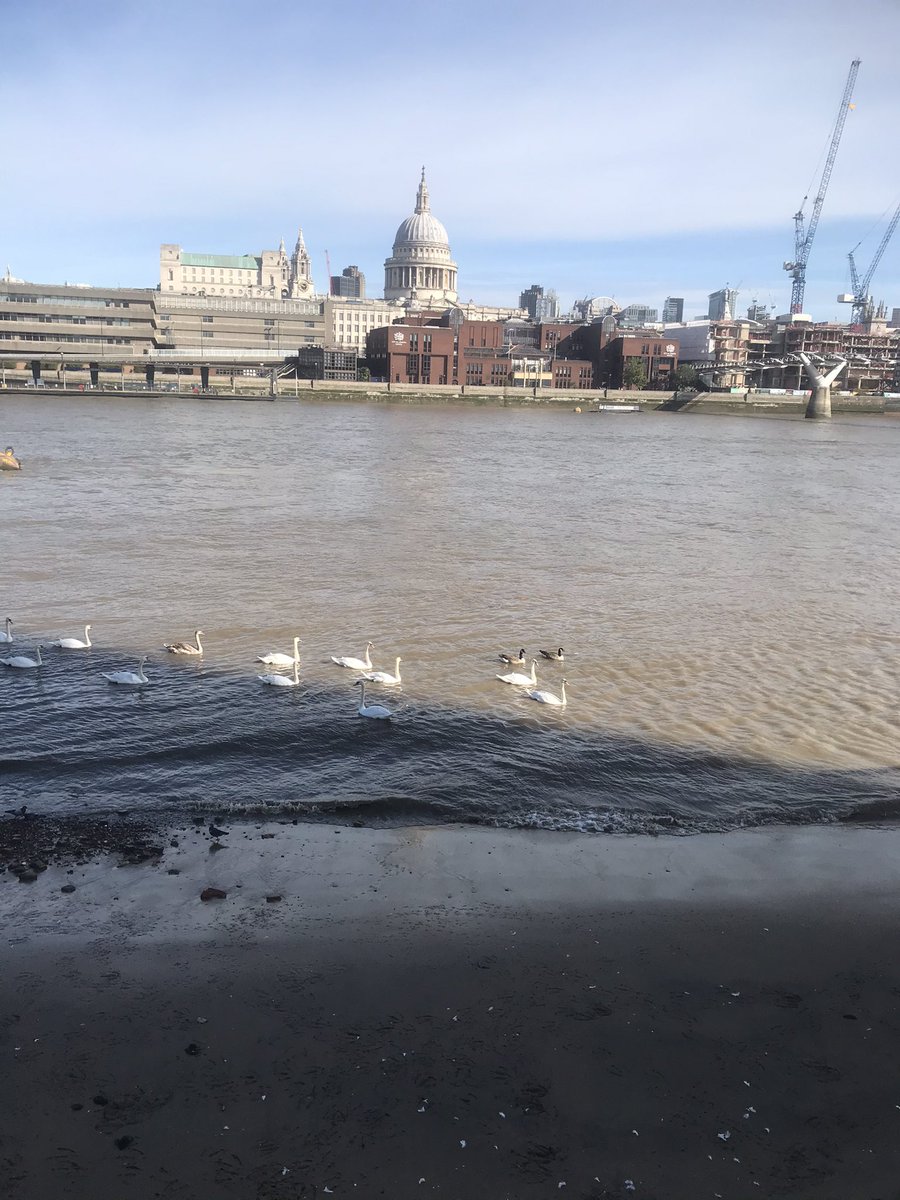 AvisJonathan87's tweet image. What a picture. The swans having a bathe! #TheQueue #LyingInStateQueue