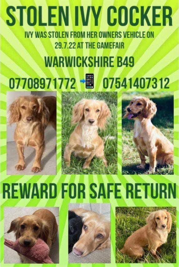 rosiedoc666's tweet photo. *Urgent*  over 7 weeks. Ivy could literally be anywhere and we just need that one person to bring our and Ivy misery to and end. Please keep sharing to get Ivy back where she belongs x
⛔️YOU CRUEL B******* ⛔️ This lady is so poorly and you took IVY
https://t.co/fTKTfXeQGH https://t.co/hGi7D6NvcL