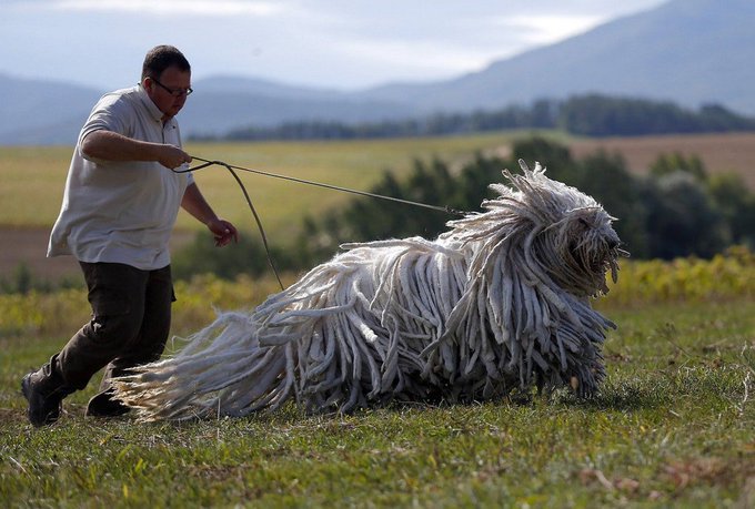 The Komondor, also known as the Hungarian sheepdog or 'mop dog', is a large, white-coloured Hungarian breed of livestock guardian dog with a long, corded coat [read more: buff.ly/2HEAONm]