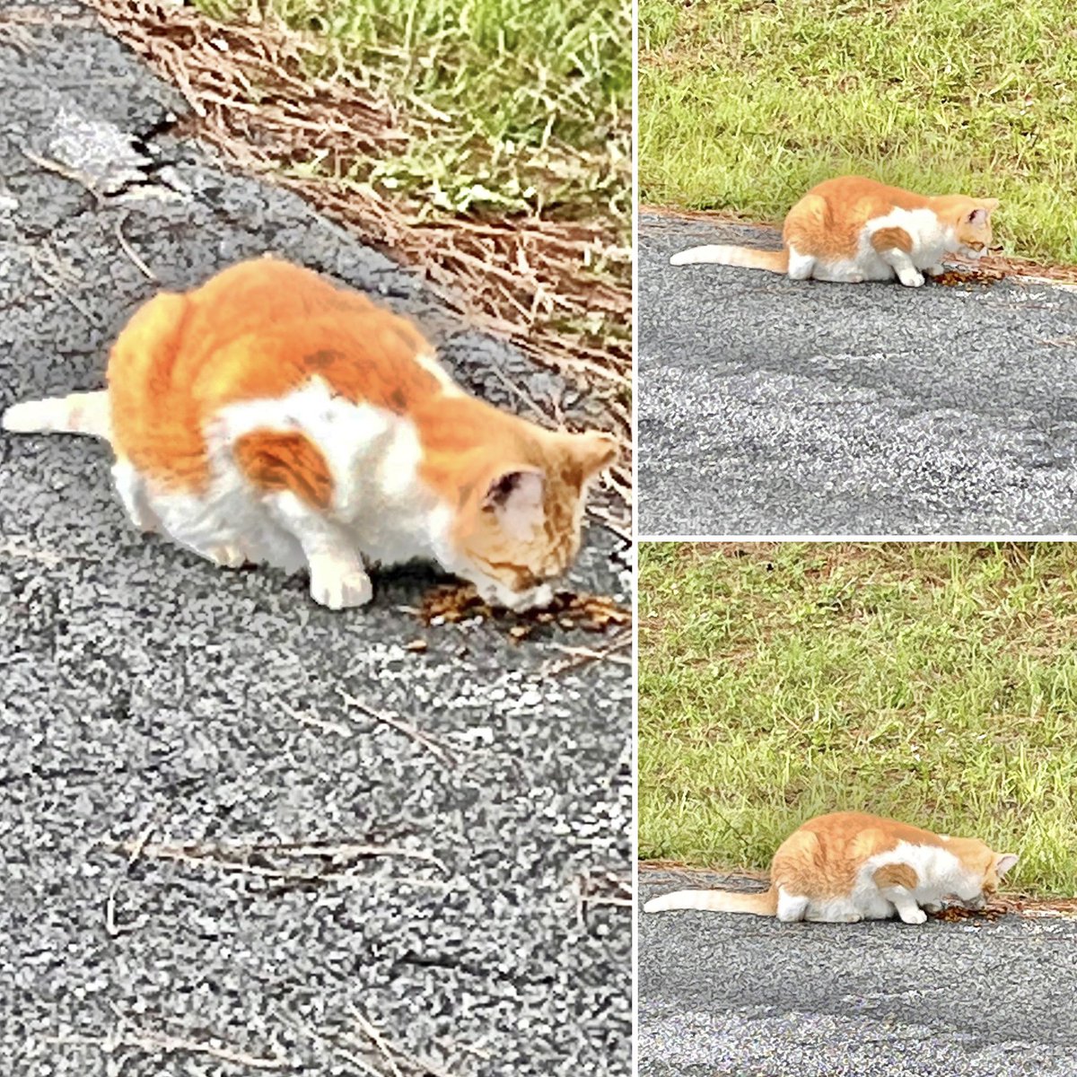 forpoochessake's tweet photo. On my #bikeroute , I passed this #cat eating by the #roadside . Someone nice left it some #kibble . https://t.co/DlViN5cQZ1