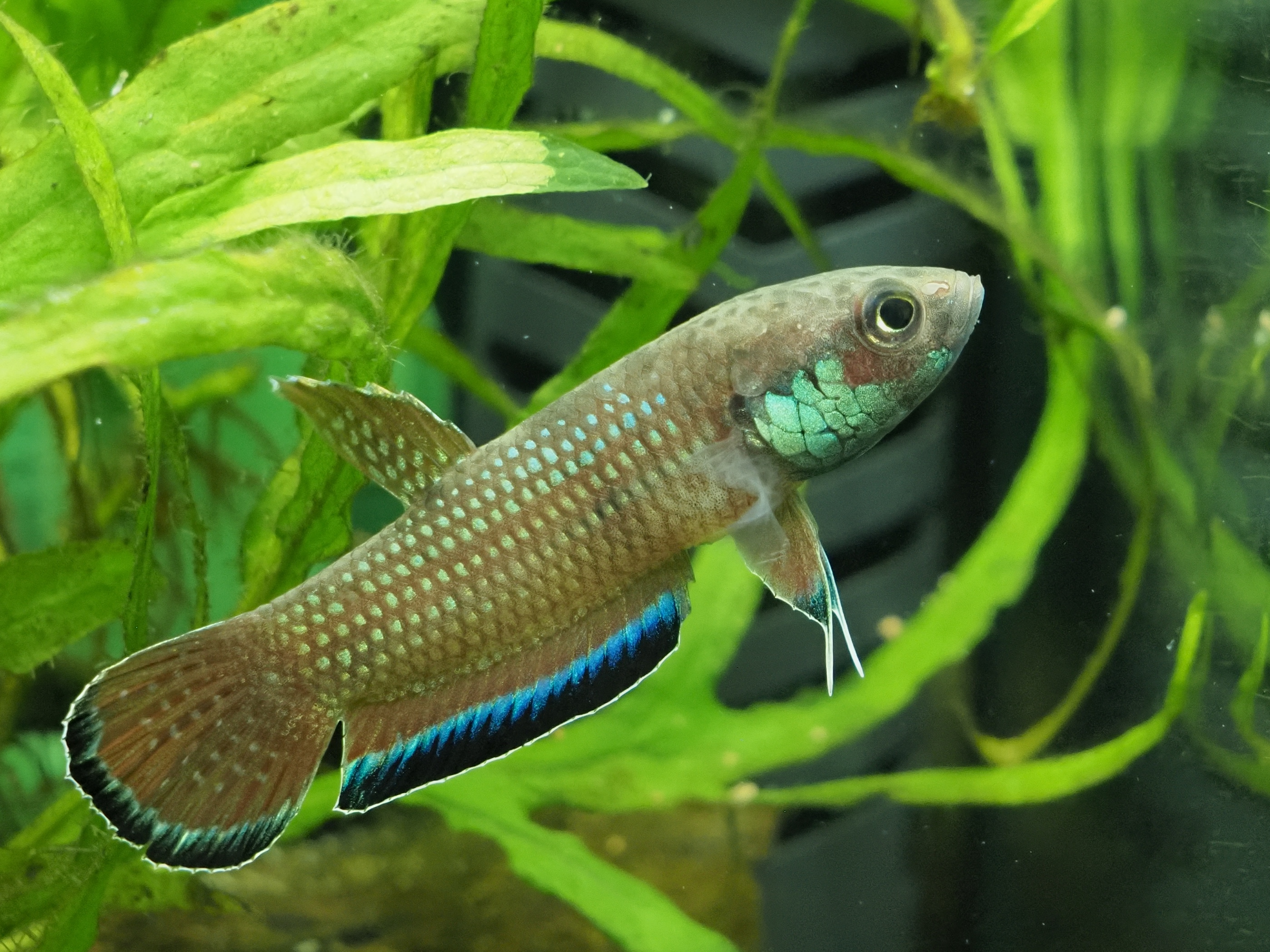 熱帯魚 水草屋 ナチュラ Natura Aquarium Twitter