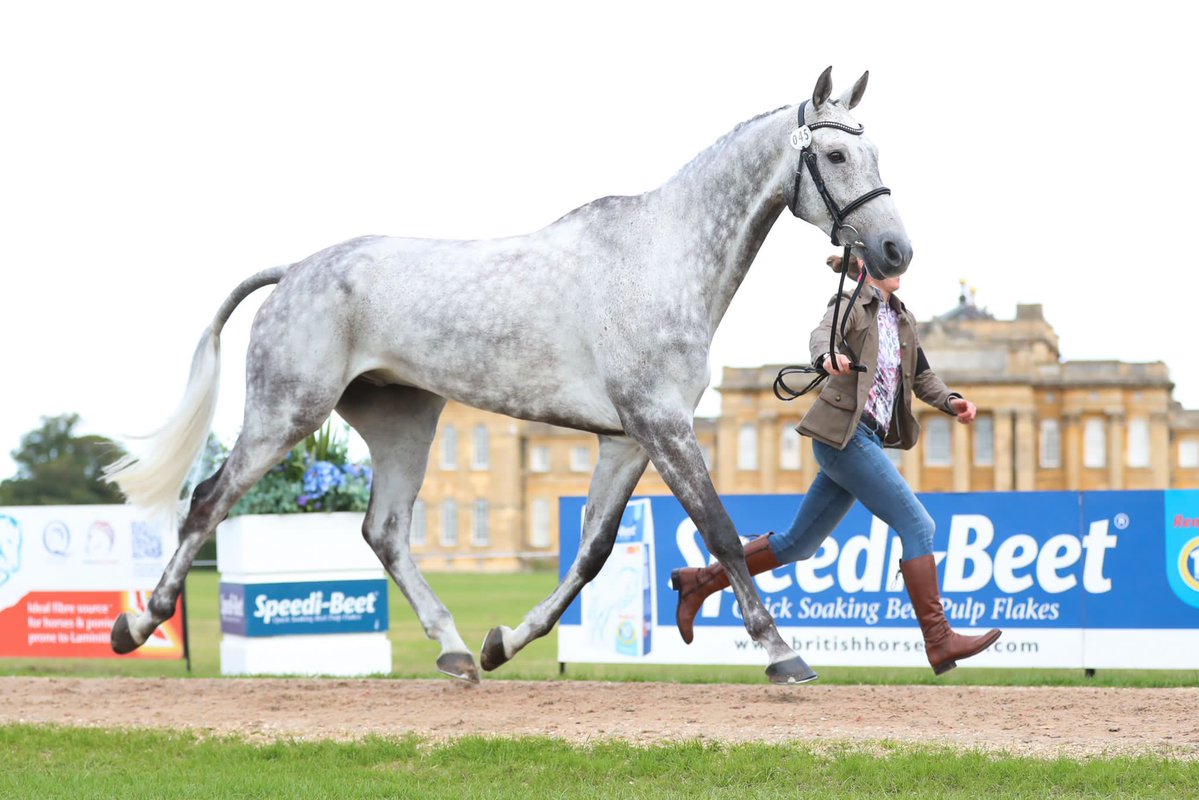 Current CCI4*-L leader CARLITOS QUIDITTICH K passes the trot up this morning. 🙌

Just a round of show jumps between them and victory!