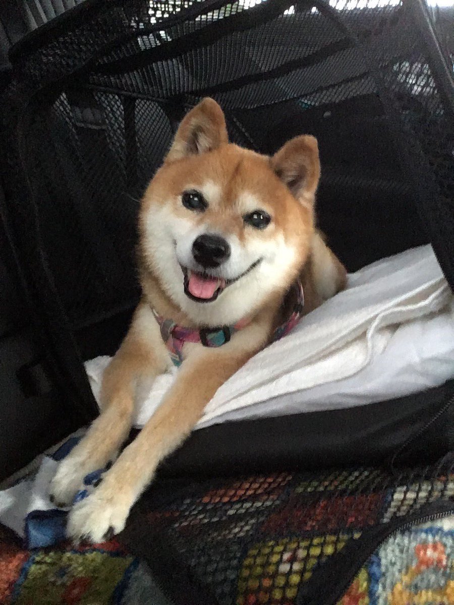 シャンプー🧴後