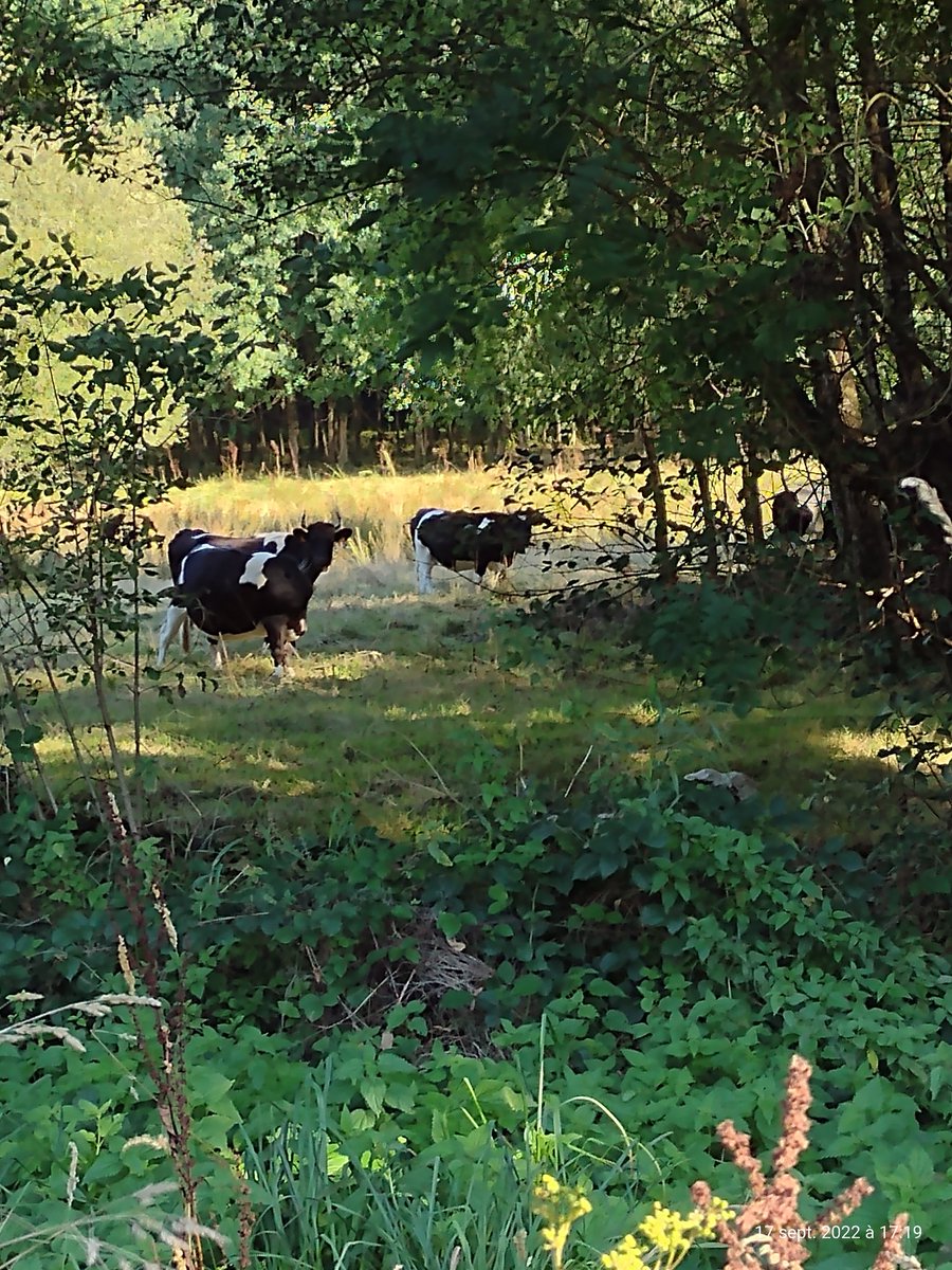 ThiChaplain's tweet photo. Encore un #élevage intensif #breton. Vu la taille je pense que c'est des Bretonne Pie Noir. Donc une #race typiquement Bretonne. #Motreff #PoherCommunauté #Élevage #agriculture #randonnée https://t.co/PDLE2Cx6Mc