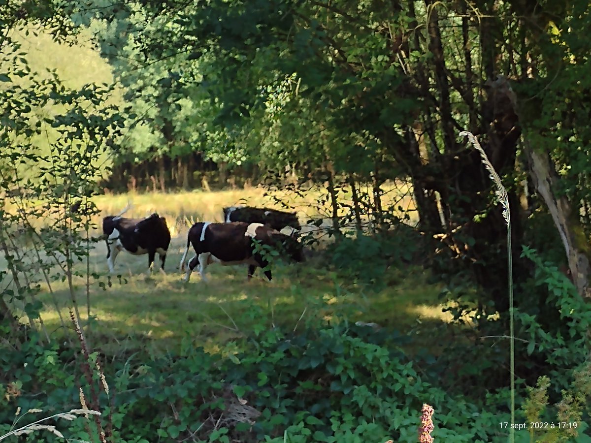 ThiChaplain's tweet photo. Encore un #élevage intensif #breton. Vu la taille je pense que c'est des Bretonne Pie Noir. Donc une #race typiquement Bretonne. #Motreff #PoherCommunauté #Élevage #agriculture #randonnée https://t.co/PDLE2Cx6Mc