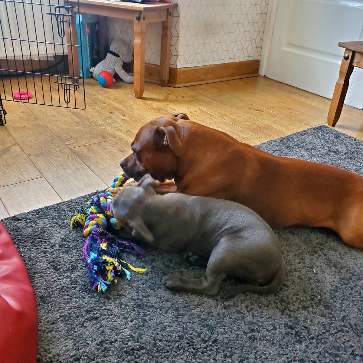 Playing together 🐶🐶 #STAFFYVERSE #staffy #staffiesoftwitter #siblinglove #puppies #cute #Staffies #puppylove #bluestaffy #redstaffy