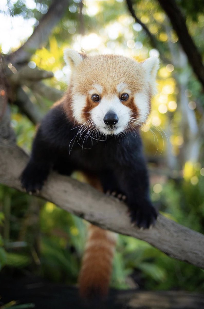 RobertIrwin's tweet photo. Happy #InternationalRedPandaDay! Red Pandas are a truly unique and remarkable animal in dire need of protection, being a critically endangered species. We are proud to be doing our part for their conservation through a successful breeding program here @AustraliaZoo 💚 https://t.co/rNKjSVCknj