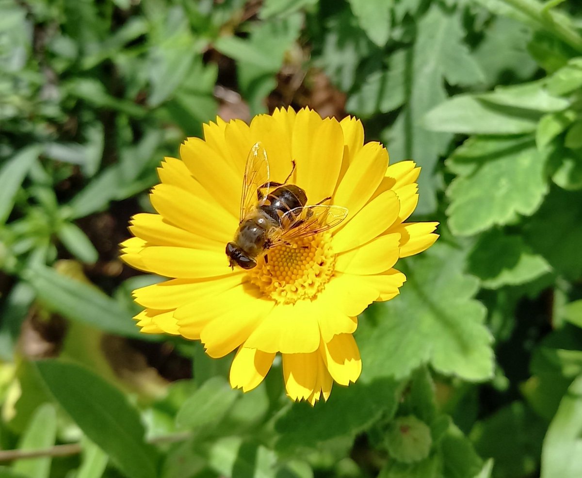 Torridge215's tweet photo. Go crazy for this daisy: It's the marvellous marigold that keeps blooming after the rest have faded. Read up on this cottagey favourite at https://t.co/aUyk2HLLnr
#daisy #marigolds #Devon #rhswisley #rhsrosemoor #devonngs #Bideford #cottagegarden https://t.co/jo2cXissP3