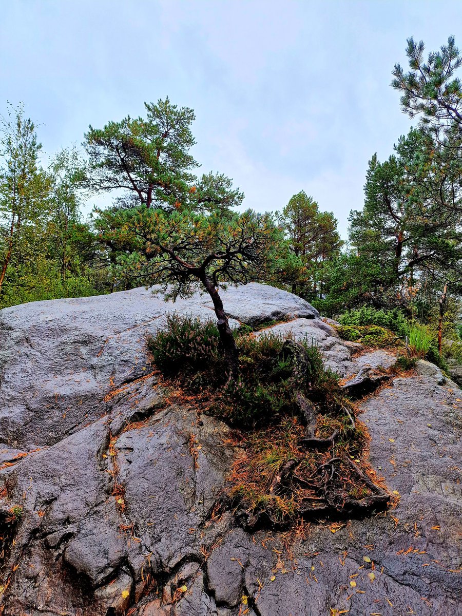 tree - a powerful force of life and survival, adaptation, the power of beauty and hope, the wisdom of humility and perseverance
🇸🇯🇸🇯🇸🇯🇸🇯🇸🇯🇸🇯🇸🇯🇸🇯🇸🇯🇸🇯🇸🇯🇸🇯
#Preikesolen