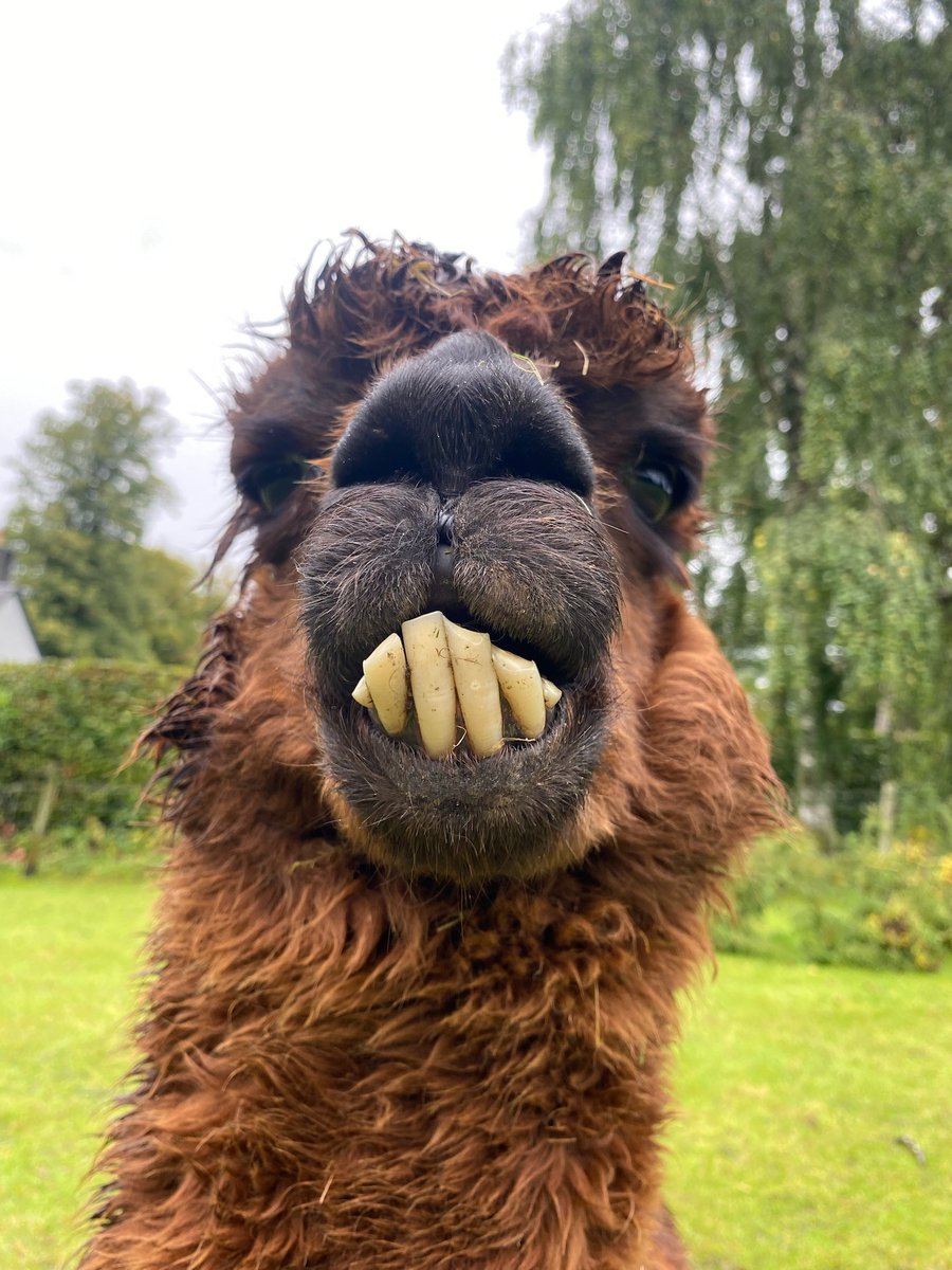 What is the fastest growing organism on the planet? Billy's Teeth. It's just Science. 🤷