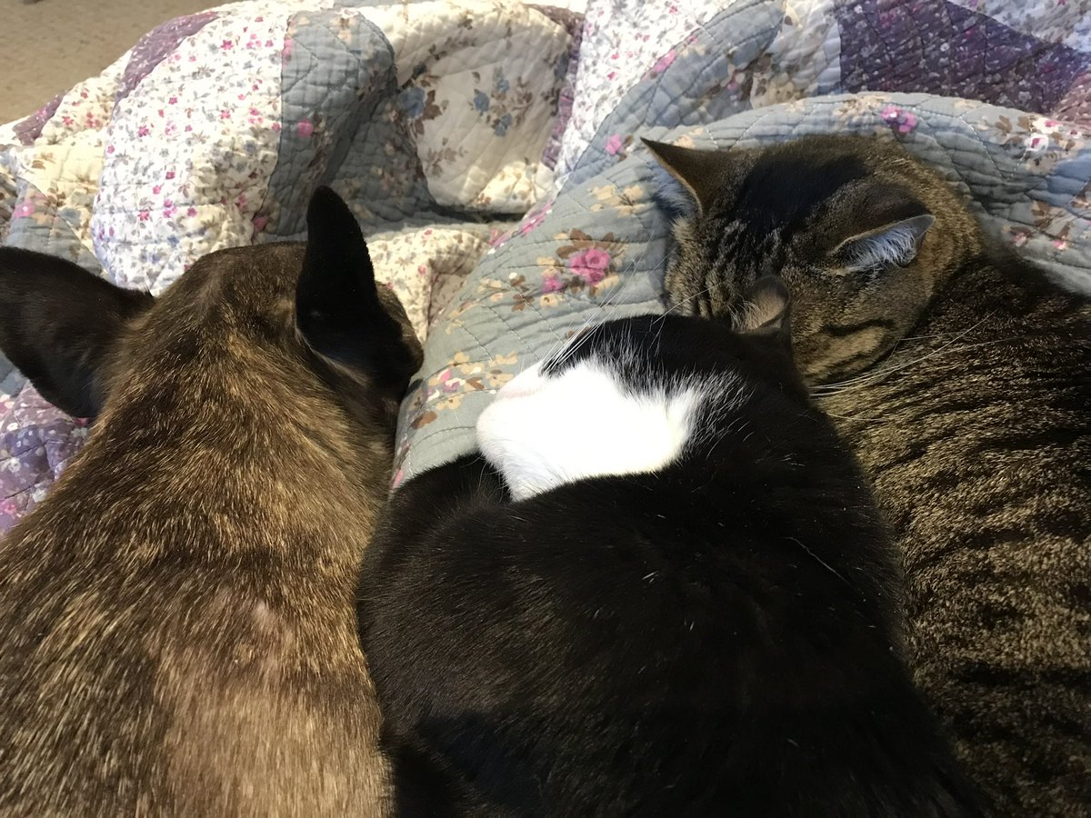 olliegator57's tweet photo. @JortsTheCat I like some cats. Some cats like me. We get along best when we are all nice and have common interests like snuggling and napping https://t.co/i0MlypNbGj