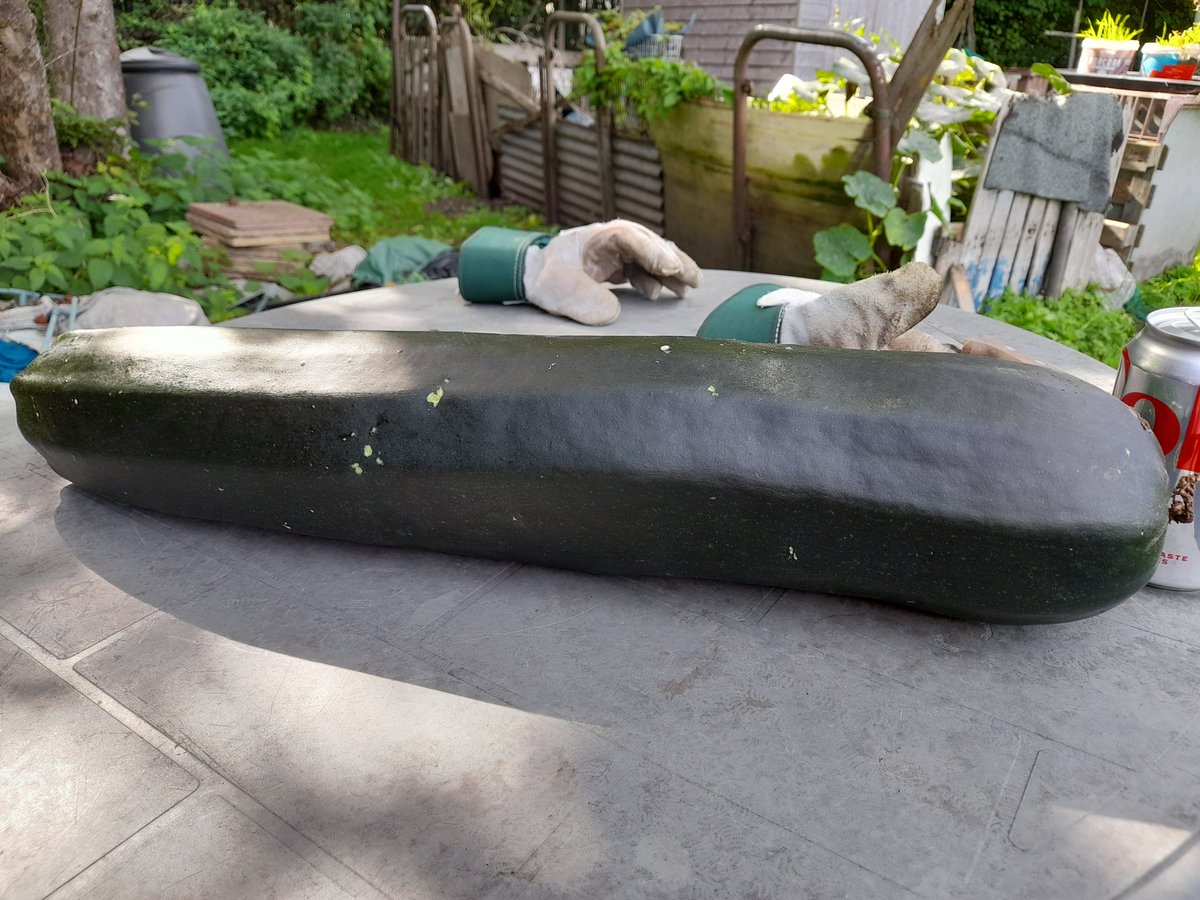 SWStratfordE15's tweet photo. Hmm, think this courgette was left a tad too long on the plant. Not sure whether to eat it or hollow it out and use it as a canoe!!
#allotmentfail https://t.co/ZJJ3XsmYg4
