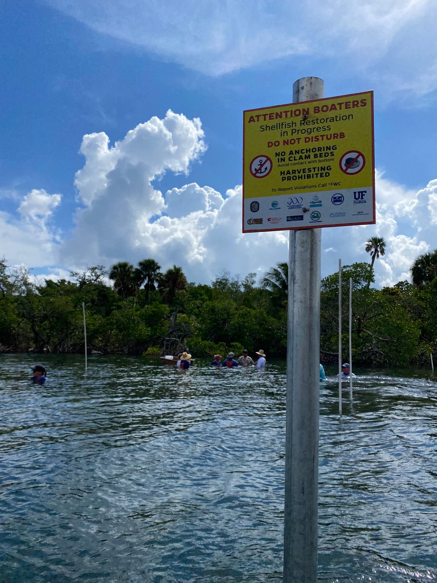 FLOceanographic's tweet photo. We deployed 55k #clams into the #IndianRiverLagoon last wknd w/ help from @MyFWC @cca_florida @AddictiveFish @onelagoon @Whitney_Lab. Hard clams have been significant contributors to healthy #waterquality in the IRL. #IRLclamrestoration, #saveourwaters #nationalestuaryprogram https://t.co/qQ0Ds4LuFB