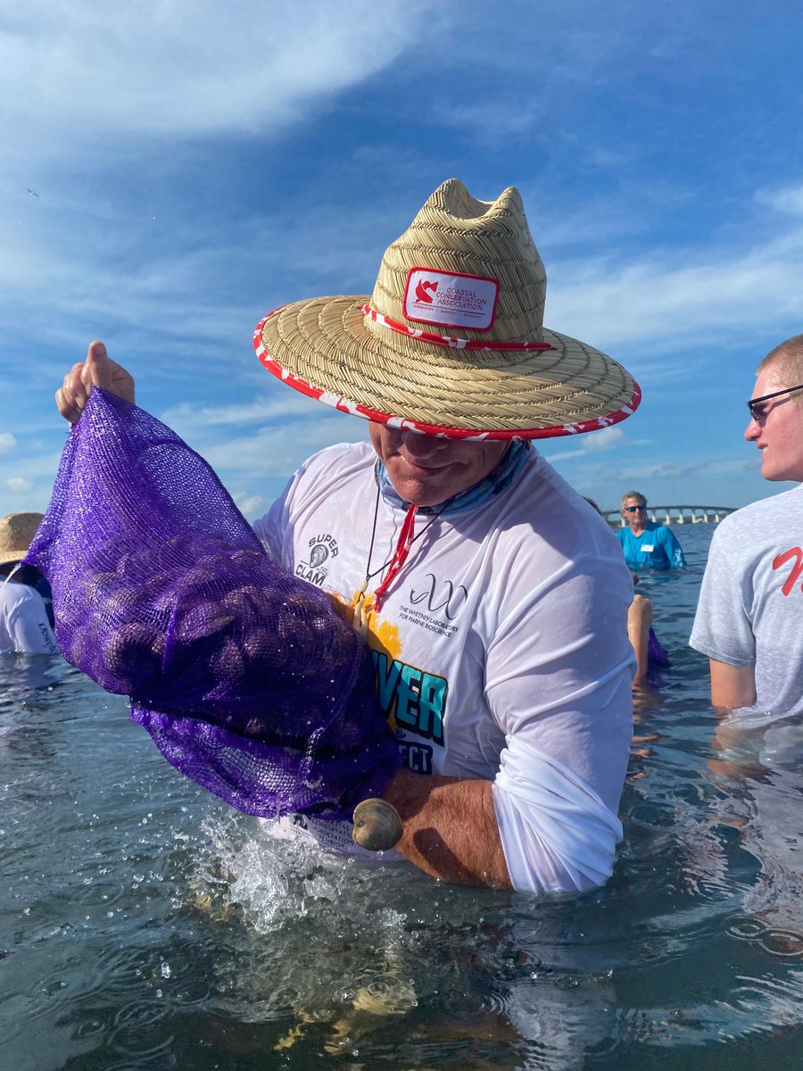 FLOceanographic's tweet photo. We deployed 55k #clams into the #IndianRiverLagoon last wknd w/ help from @MyFWC @cca_florida @AddictiveFish @onelagoon @Whitney_Lab. Hard clams have been significant contributors to healthy #waterquality in the IRL. #IRLclamrestoration, #saveourwaters #nationalestuaryprogram https://t.co/qQ0Ds4LuFB