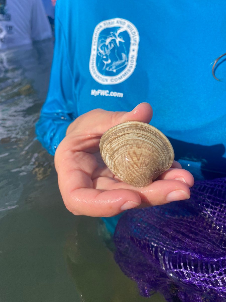 FLOceanographic's tweet photo. We deployed 55k #clams into the #IndianRiverLagoon last wknd w/ help from @MyFWC @cca_florida @AddictiveFish @onelagoon @Whitney_Lab. Hard clams have been significant contributors to healthy #waterquality in the IRL. #IRLclamrestoration, #saveourwaters #nationalestuaryprogram https://t.co/qQ0Ds4LuFB