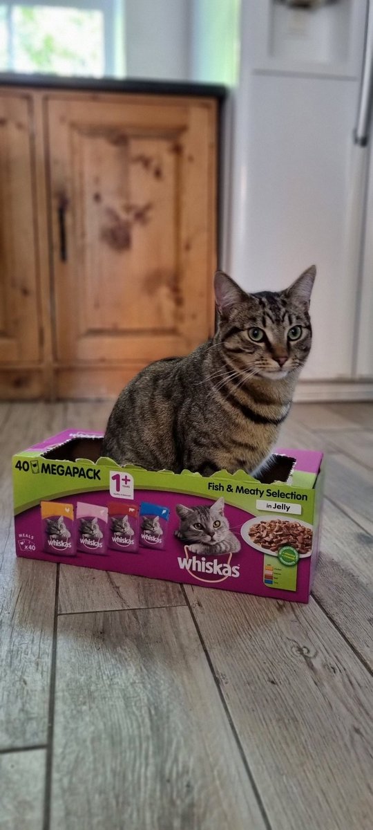 lisactwalters's tweet photo. Here's my cat in a box to brighten up your Sunday morning. What is it with cats and boxes? 

#CatsOfTwitter https://t.co/EVHifLbdnJ