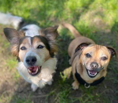 Please retweet to help Max and Mirabel find a home together #BRISTOL #UK 

Bonded pair aged 8 and 10, they are looking for a home with older children or adults as the only pets in the home. They are long overlooked 💔

DETAILS or APPLY👇
hollyhedge.org.uk/home/a-heartfe…
☎️01275 474719
