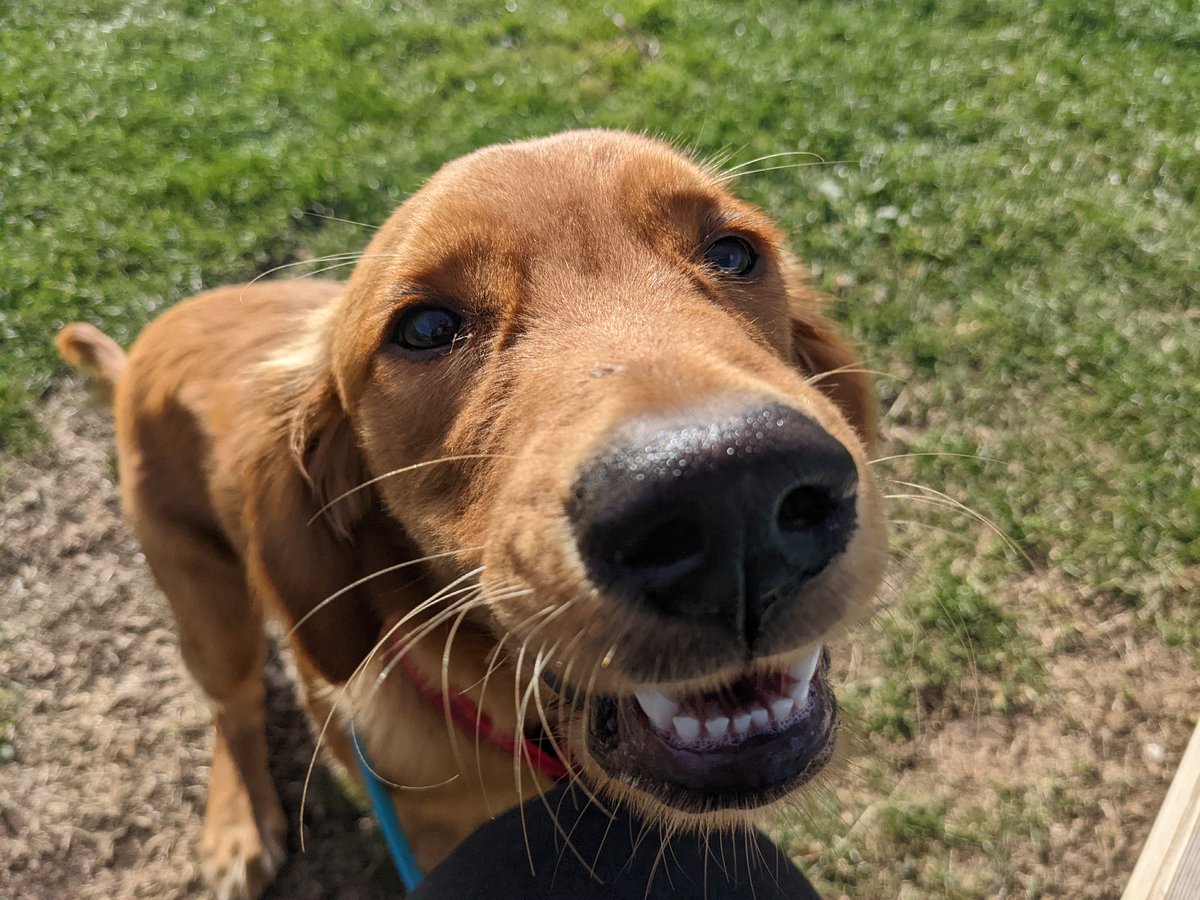 Dr Sophie Meredith tweet media