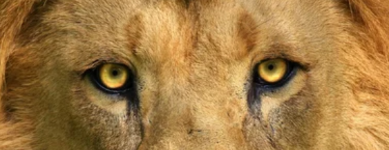 Anbessa100's tweet image. The quoted $XRP tweet nailed the price action for  5 months. The market speaks if you listen, just turn down the guru noise.