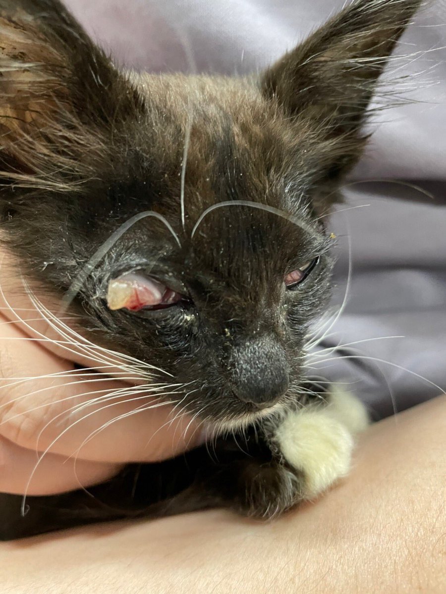 詳しい人教えてください😭

一時的に保護した猫ちゃんなのですが、目の様子がおかしいです。

結膜炎が酷くて一度獣医さんに診てもらったのですが、なんだかだんだん白眼の部分が出てきてしまいました。

調べたら眼球破裂か眼球脱出みたいなのですが、何をしてあげたらいいのか分かりません😥