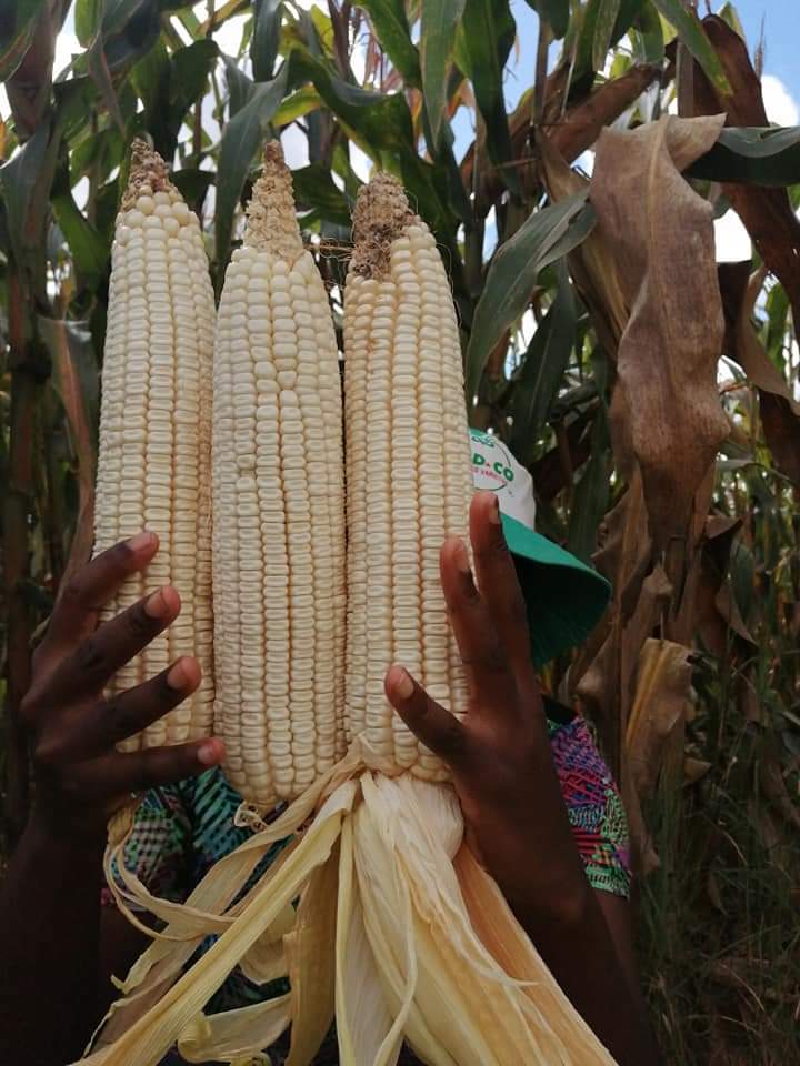 Philip Matombo (@philip_matombo) on Twitter photo Seed Co genetics #1
<a href="/seedcotz/">Seedco Tanzania</a>
<a href="/ed_mwak/">Eddie Mwakutuya</a>
<a href="/PoteDior/">Dior Pote</a>
<a href="/MpondaSabinus/">Mponda Sabinus</a>
#ItStartsWithTheRightSeed
#SeedCoTheAfricanSeedCompany Seed Co genetics #1
<a href="/seedcotz/">Seedco Tanzania</a>
<a href="/ed_mwak/">Eddie Mwakutuya</a>
<a href="/PoteDior/">Dior Pote</a>
<a href="/MpondaSabinus/">Mponda Sabinus</a>
#ItStartsWithTheRightSeed
#SeedCoTheAfricanSeedCompany