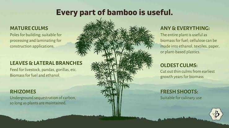 Preeti_369's tweet photo. Another versatile plant like coconut.
Every part of the bamboo is utilised, be it for flood control or preserve terrains or hold the most vital soil layer, top soil.
It is even used for cooking food, packing food. Celebrating #WorldBambooDay on 18th September #SaveSoil https://t.co/auStC0Ht6p