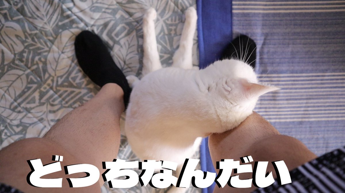 cat16wave tweet picture