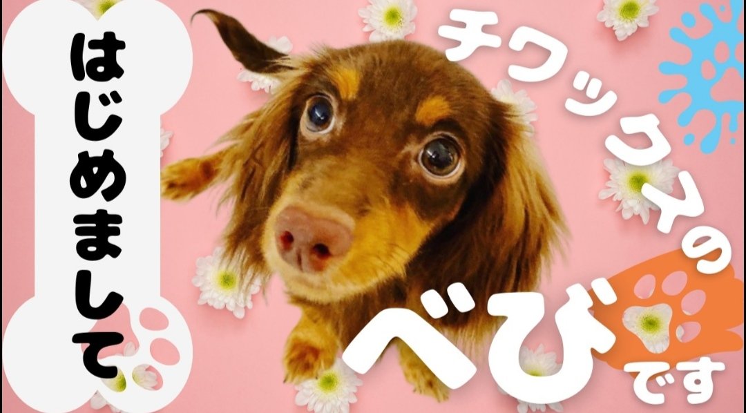 _HIDEUS_'s tweet photo. 知人のYouTubeチャンネルの運営/編集やっております！
チャンネル登録してもらえたら嬉しいです。癒されながら編集出来るので◎です笑https://t.co/xlZEv5xsjL
 #子犬  #チワックス #チャンネル登録  #YouTube始めました  #拡散希望  #拡散希望RT https://t.co/J2Kxhs3Fe4