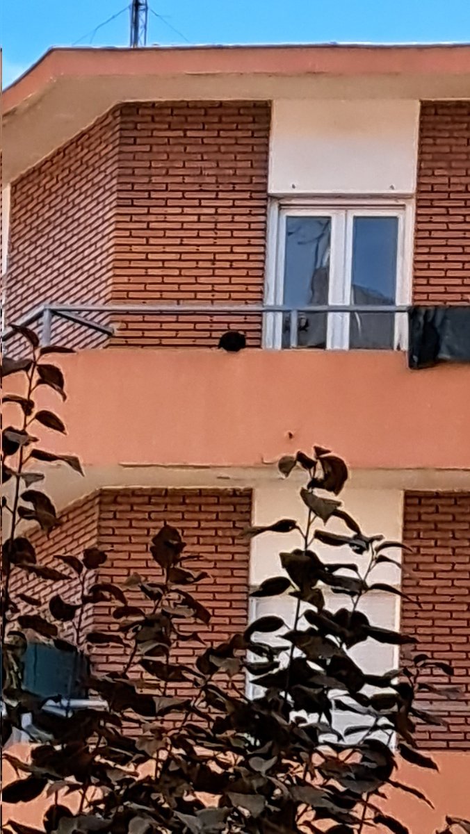 holakaos's tweet image. Perro en un balcón dia y noche.Duerme ahi,haga frio o calor. Son las 12:20 del domingo 18 de septiembre 2022 y aun no ha salido de ahí.Hace sus necesidades en la terraza y su dueña los limpia a cubos y encima lo regaña. Valladolid vicente escudero 7 #LosAnimalesNoSeTocan