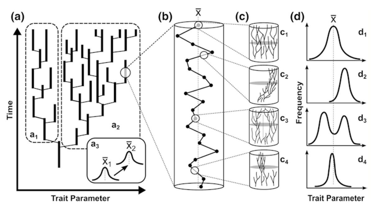 ricard_sole's tweet photo. How does complexity arise in evolution? How do innovations emerge? We must deal with networks and hierarchical patterns to answer this challenging question. Check the chapter by @niles_eldredge and I. Temkin in https://t.co/3F69t8UtEE @manlius84 https://t.co/u2RGdd3tFj