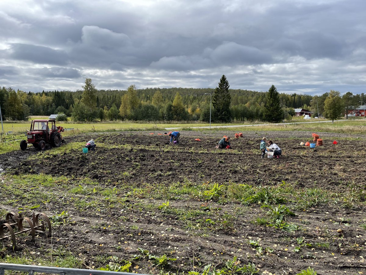 Inkazar's tweet image. I tuffa tider är självhushållet extra mycket värt. #potatis