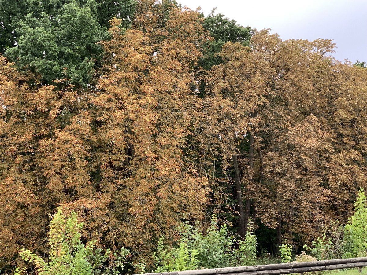 Wat een ouderwetse herfstbuien na zo’n warme zomer… Nu even heerlijk binnen zitten en een mooi moment om je in te schrijven voor de allereerste Duin en Bollen Vierdaagse. Want in oktober wordt het herfstweer mooier en rustiger, denken we. db4daagse.nl