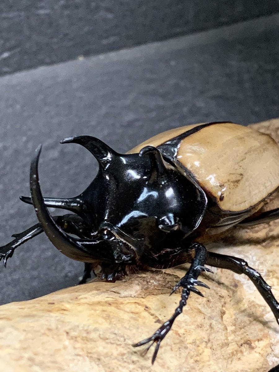 愛知の中年a T Meiden Aichi A T M Twitter