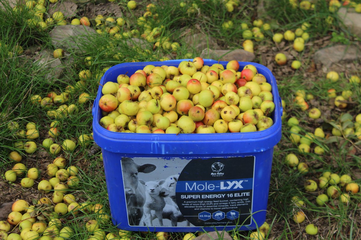 emlynevan's tweet photo. hi @gossifer . . any use for these weathered little beauties ?  
Washed by the rain , dried by the wind and mellowed by the sun ☀️Handpicked this morning  . . must be 15lbs of them #CrabApples #MalusSylvestris 
#Cippyn #LocalFood https://t.co/tyXaeCDaSV