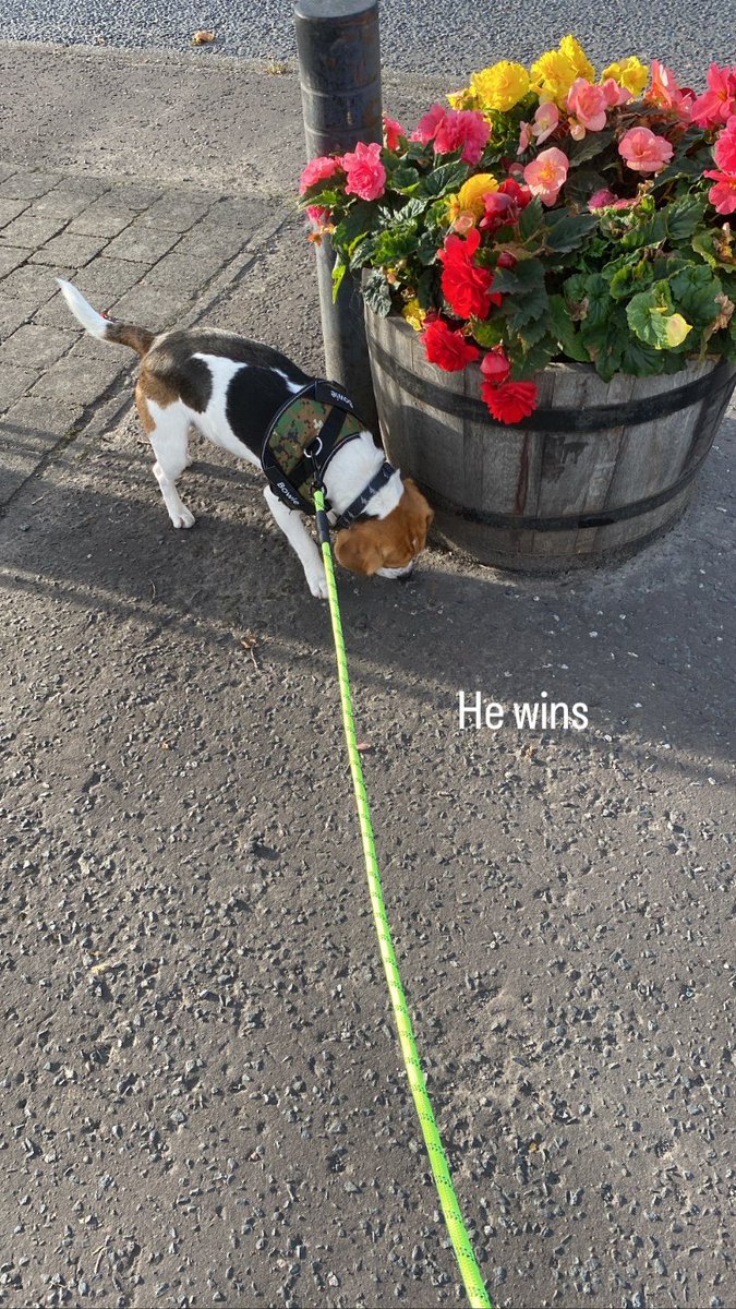 Bowie ⚡️🐶 tweet media