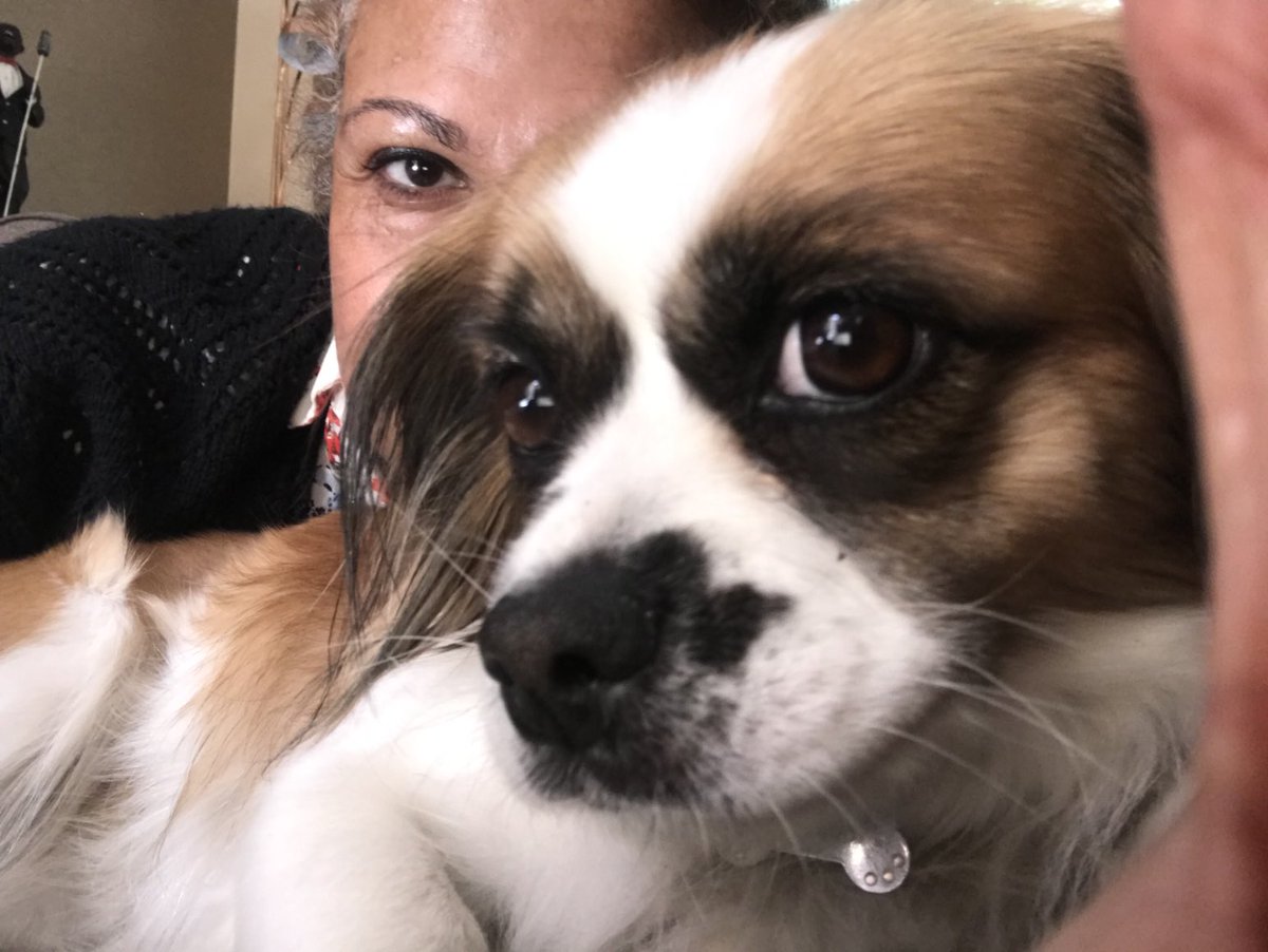 Germain (@mcaulaymrs) on Twitter photo Lazy Sunday with our beautiful Daisy who’s now one of the family! 💕Thank you <a href="/The_Blue_Cross/">Blue Cross UK</a> Southampton x Lazy Sunday with our beautiful Daisy who’s now one of the family! 💕Thank you <a href="/The_Blue_Cross/">Blue Cross UK</a> Southampton x