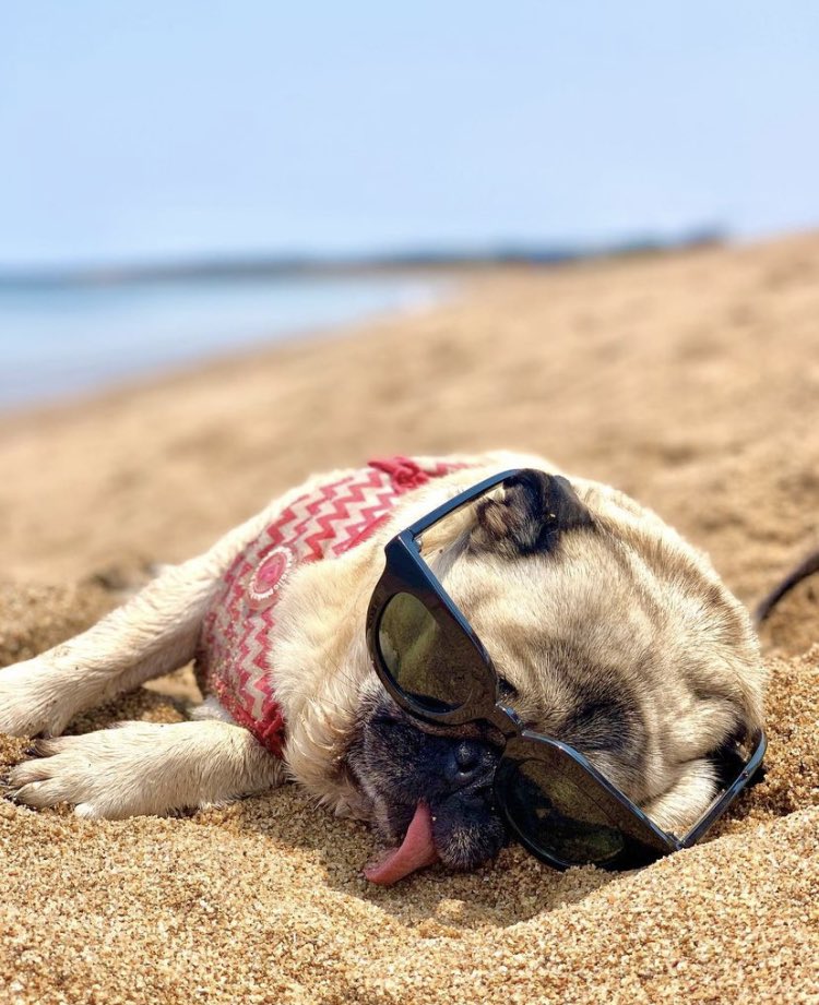 pugdog_'s tweet photo. The dog is sleeping with glasses on.๐๐๐
#pug #puglie #pugdogs #puglife https://t.co/xXY3vc4lsI