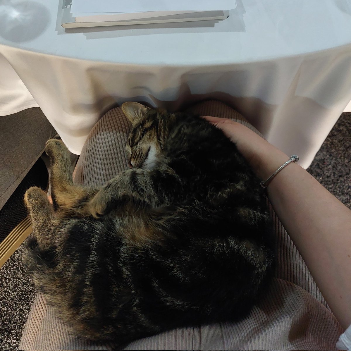 fxsst_'s tweet photo. He found his chill spot. https://t.co/rkzkWz8ulP