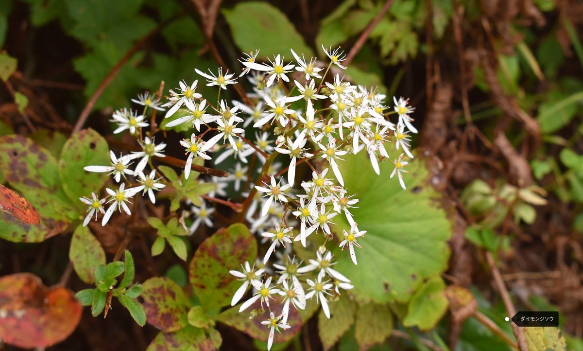 ダイモンジソウ Twitter Search Twitter