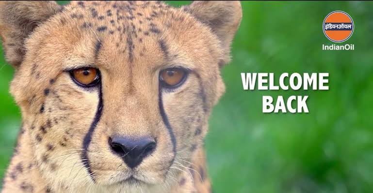 karishkeya's tweet photo. #CheetahIsBack https://t.co/wUQ9WtdIhL