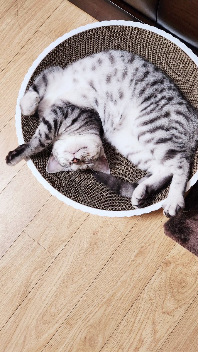 고양이는 연체동물이에요