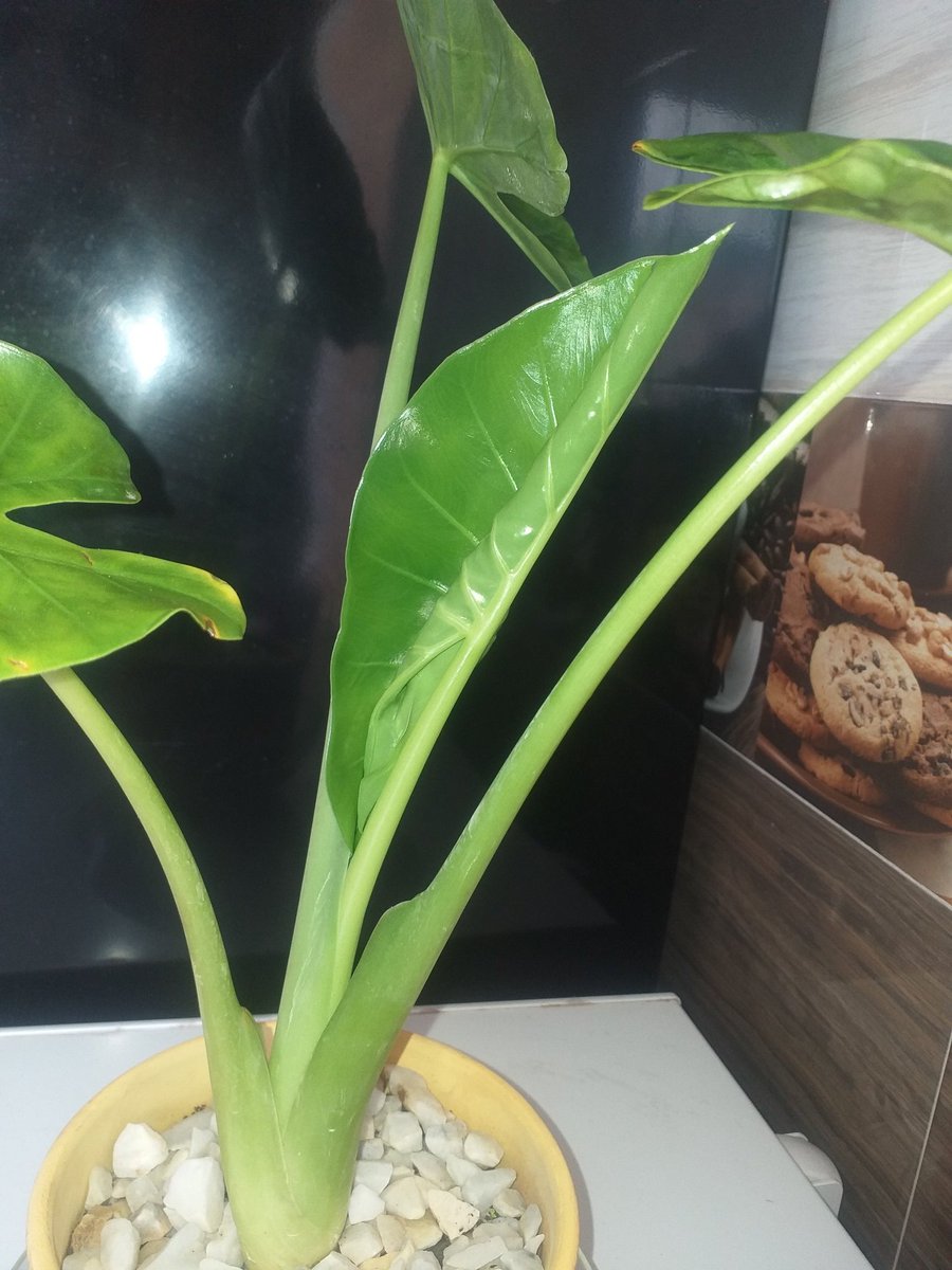 plantes chez pep tweet media