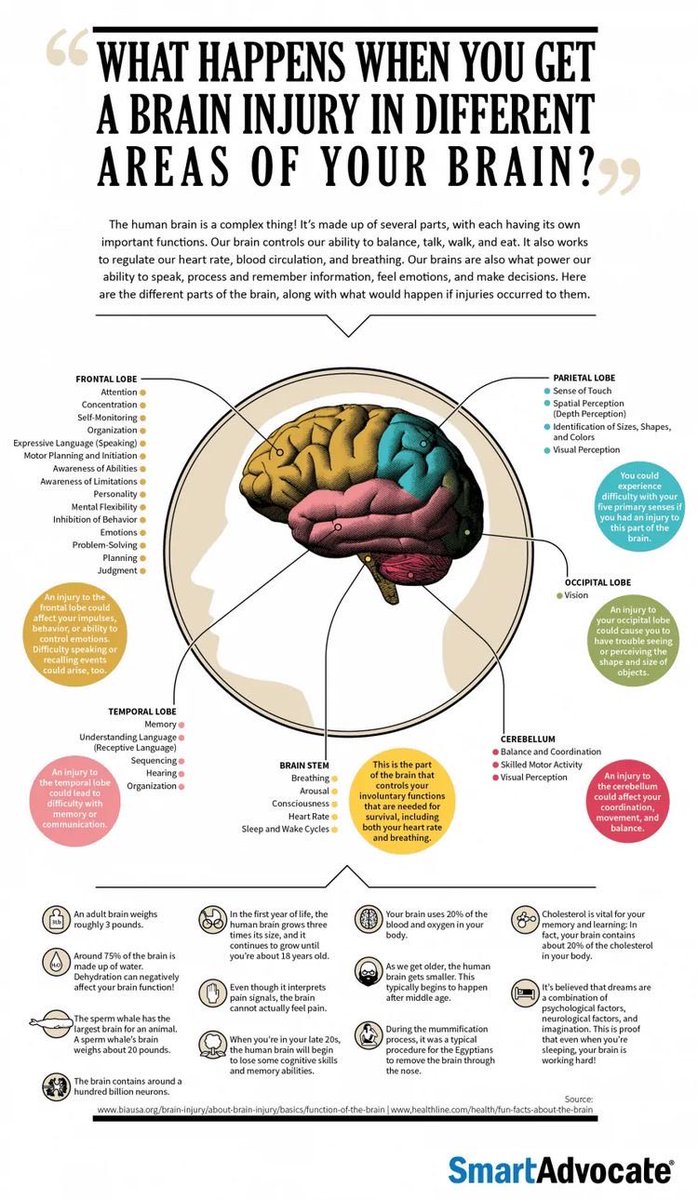 OGdukeneurosurg's tweet photo. Brain Anatomy and functions to know from smart advocate https://t.co/KnygBrOqR5