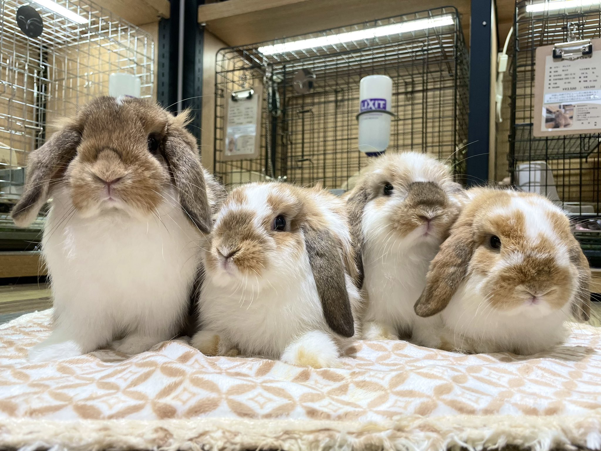 うさぎのしっぽ洗足店 昨日のたれみみ4人衆 お答え頂いた方ありがとうございました 答えは1番左の子が ブロークンチョコレートアグーチ でした 実際のカラーの違いはぜひ店舗で たれみみ4人衆 右3匹も同じカラーでも個性があるよ みんな違って