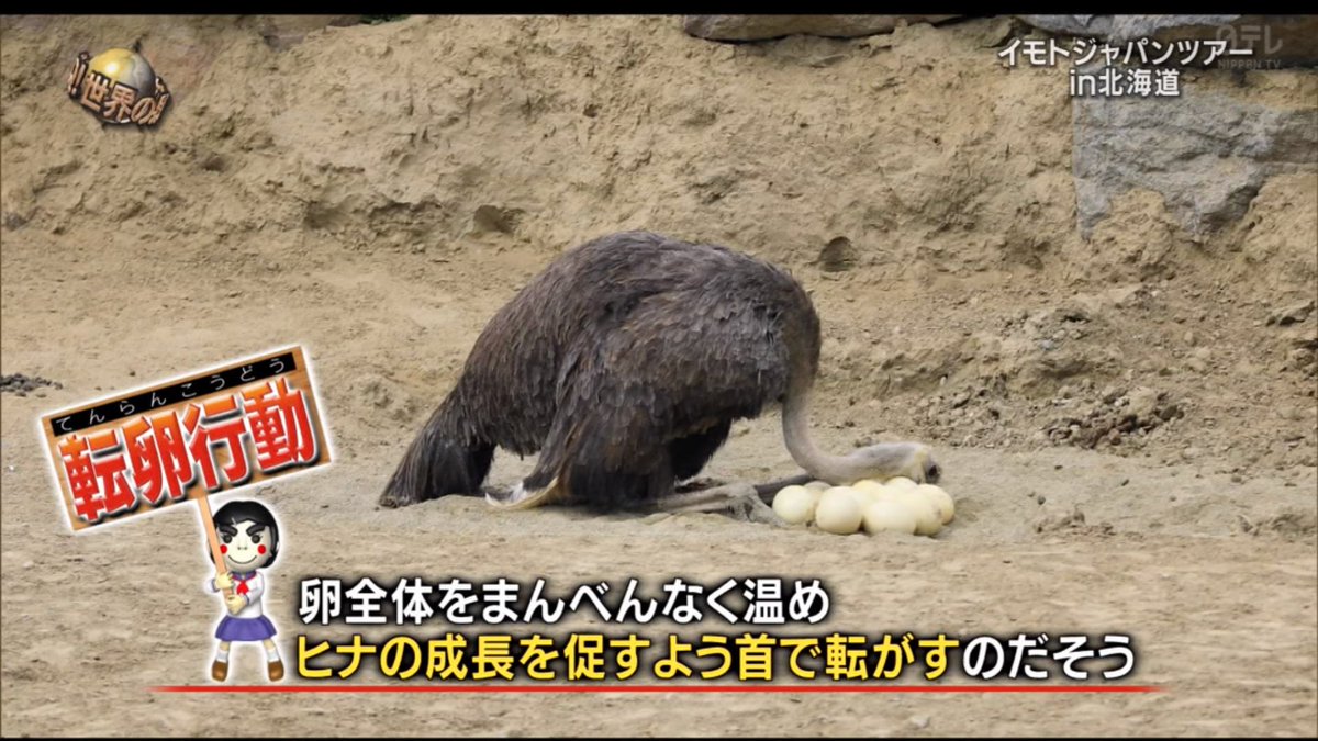 朗報 ハゲの人はダチョウに卵だと思われて溺愛される うちの近くでダチョウがいるのはどこ Togetter