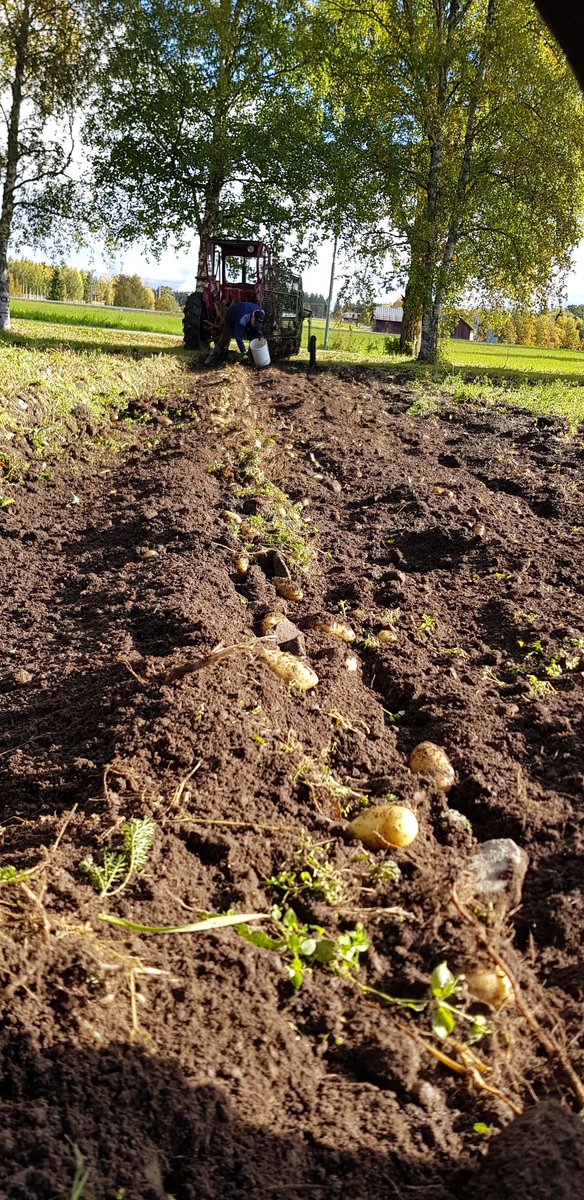 burny_burner's tweet image. Nu är det dags att sätta sprättEN på pärerna
#potatis #ryggskottefteråt #jamtland #livetpålandet #månskensbonde 
@Genusfoljaren