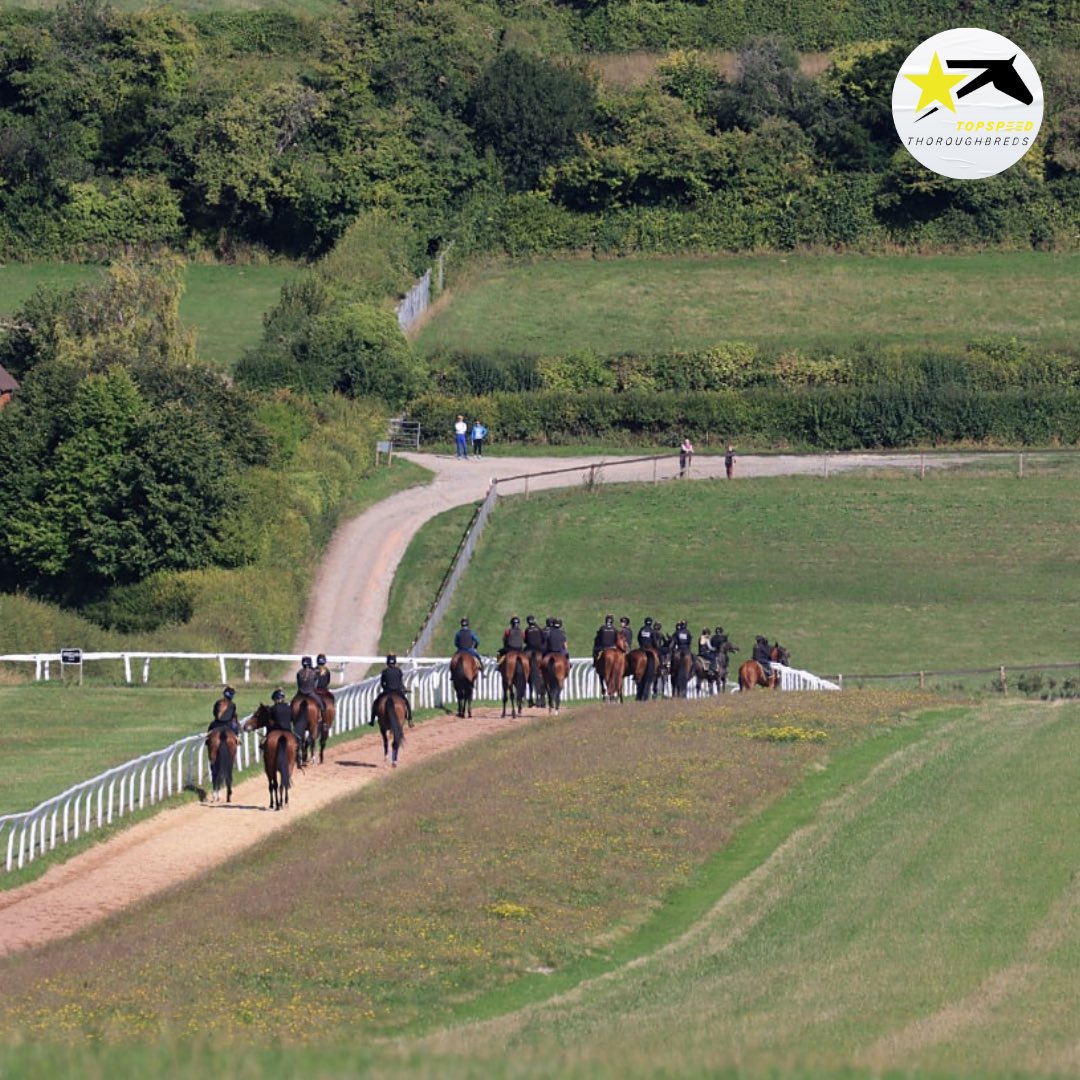 Racing_Clubs's tweet image. That view 😍

The top of the gallop at Park House Stables, Kingsclere. 

#YardVisit #AndrewBalding