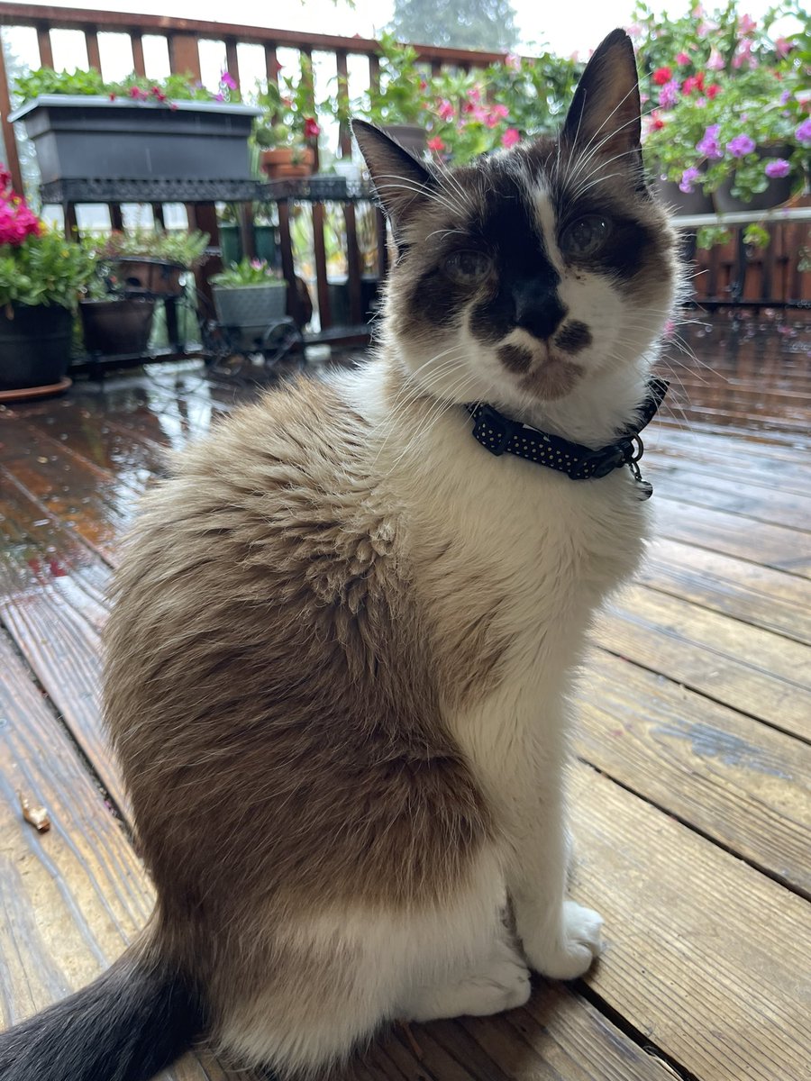 Andrea56822453's tweet photo. It’s raining today so I am doing a quick #Hedgewatch from the front porch.  I have been thinking of my friend Tigger who sadly passed away last month and I send my love and hugs to his family.❤️
#HedgewatchForTigger https://t.co/D6CuLorAcd